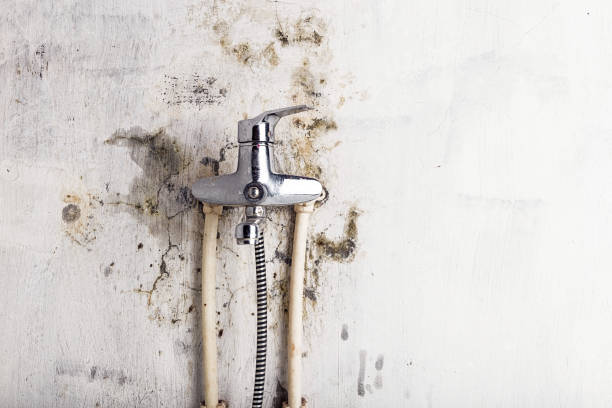 Best Commercial Mold Remediation in Cusseta, GA