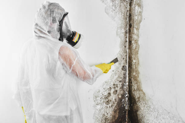 Best Mold Remediation for Specific Building Types in Cusseta, GA