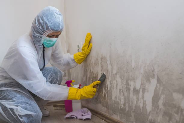 Best Residential Mold Remediation in Cusseta, GA