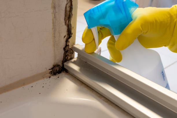 Best Commercial Mold Remediation in Cusseta, GA