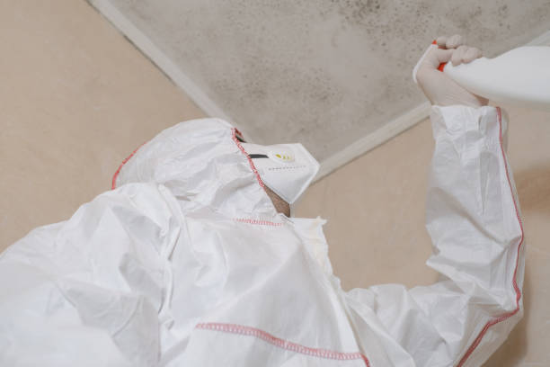 Best Emergency Mold Remediation in Cusseta, GA