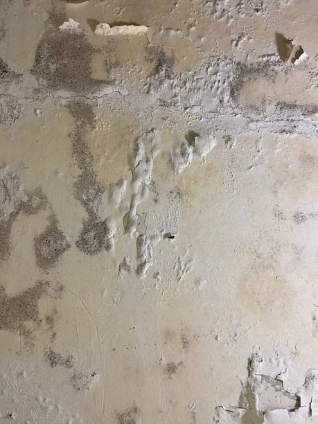 Best Crawl Space Mold Remediation in Cusseta, GA