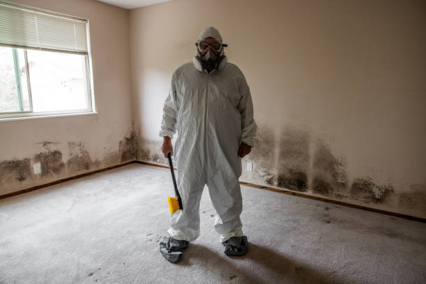 Professional Mold Remediation in Cusseta, GA