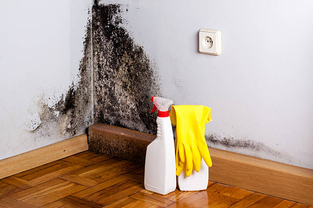 Best Attic Mold Remediation in Cusseta, GA