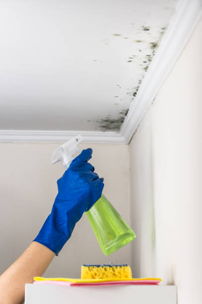 Best DIY Mold Remediation Support Services in Cusseta, GA